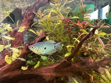 Baby blauwespat/marmer gourami's beschikbaar voor biedingen