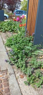 Kattenkruid, Nepeta, 1,50 p.st., Ophalen, Bodembedekkers, Volle zon, Vaste plant