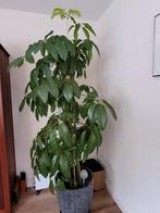 Schefflera kamerplant, Huis en Inrichting, Kamerplanten, Ophalen, Overige soorten, Halfschaduw, 150 tot 200 cm