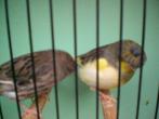 div, glosters, Meerdere dieren, Postuurkanarie