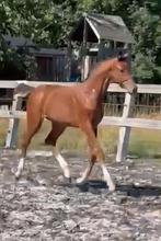 Super hengstveulen van Diablue PS x Cascadello, Dieren en Toebehoren, Paarden, Hengst, Springpaard, Gechipt, 0 tot 2 jaar