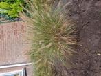 Penisetum, Tuin en Terras, Planten | Tuinplanten, Ophalen, Overige soorten, Volle zon
