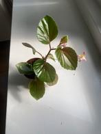 Begonia met bloemetje, Huis en Inrichting, Kamerplanten, Ophalen of Verzenden, Overige soorten, Minder dan 100 cm