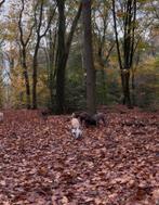 Opzoek naar: Stuk grond, gras land, bebossing, Meerdere dieren, Overige soorten