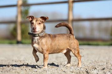 Jack Russel Red Merle dekreu beschikbaar voor biedingen