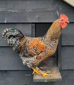 jonge haan, Dieren en Toebehoren, Mannelijk, Kip