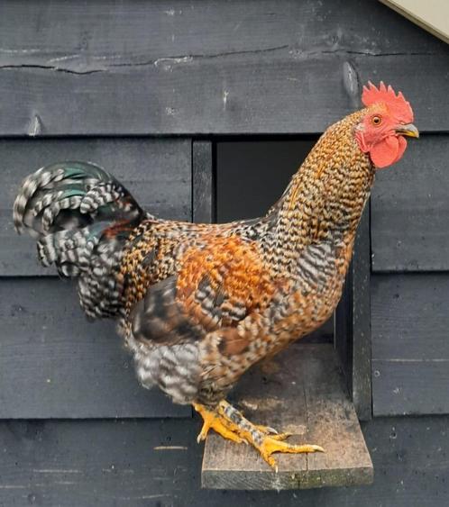 jonge haan, Dieren en Toebehoren, Pluimvee, Kip, Mannelijk