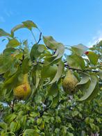 2 perenbomen, Ophalen