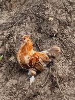 Jonge haan, Mannelijk, Kip