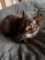Main coon x kitten, Dieren en Toebehoren, Katten en Kittens | Overige Katten, Poes