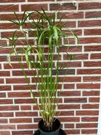 Parapluplant, Overige soorten, Ophalen of Verzenden, In pot, Minder dan 100 cm