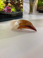 Kroontok Schedel - Antiek Curiositeit Object Vogel Schedel K, Ophalen of Verzenden