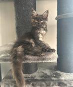 Maine Coon kittens, Meerdere dieren, Gechipt, 0 tot 2 jaar