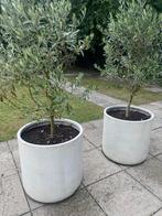 3 mooie olijfbomen in bakken + extra bak, Tuin en Terras, Planten | Bomen, Lente, 100 tot 250 cm, Olijfboom, Ophalen