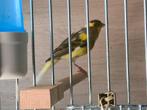 Timbradoś 3  poppen en 1 man top fluiter en 2 Waterslagers p, Dieren en Toebehoren, Vogels | Kanaries, Meerdere dieren, Zangkanarie