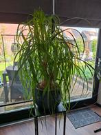 Olifantspoot,70 cm hoog en zeer mooi, 8 jaar oud, Huis en Inrichting, Kamerplanten, Ophalen, Overige soorten, Halfschaduw, In pot