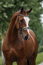 Top brave blikvanger, Dieren en Toebehoren, Paarden, Ruin, M, Dressuurpaard, 3 tot 6 jaar