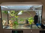 axolotl’s, Dieren en Toebehoren, Ophalen, Zo goed als nieuw, Gevuld zoetwateraquarium