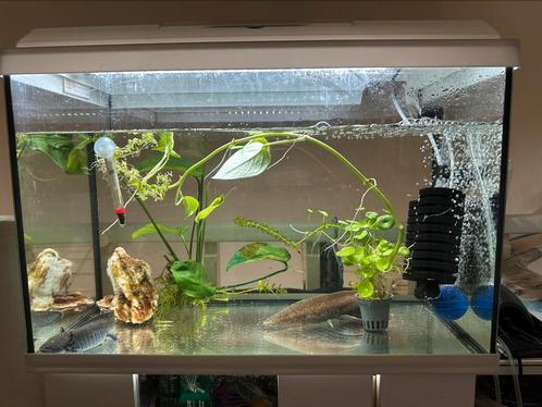 axolotl’s, Dieren en Toebehoren, Vissen | Aquaria en Toebehoren, Zo goed als nieuw, Gevuld zoetwateraquarium, Ophalen
