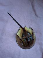 Degenkrab fossiel 23cm izgs krab, Ophalen of Verzenden, Fossiel