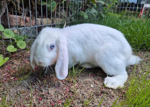 Jonge gecastreerde ram, Dieren en Toebehoren, Konijnen, Klein, Mannelijk, 0 tot 2 jaar, Hangoor