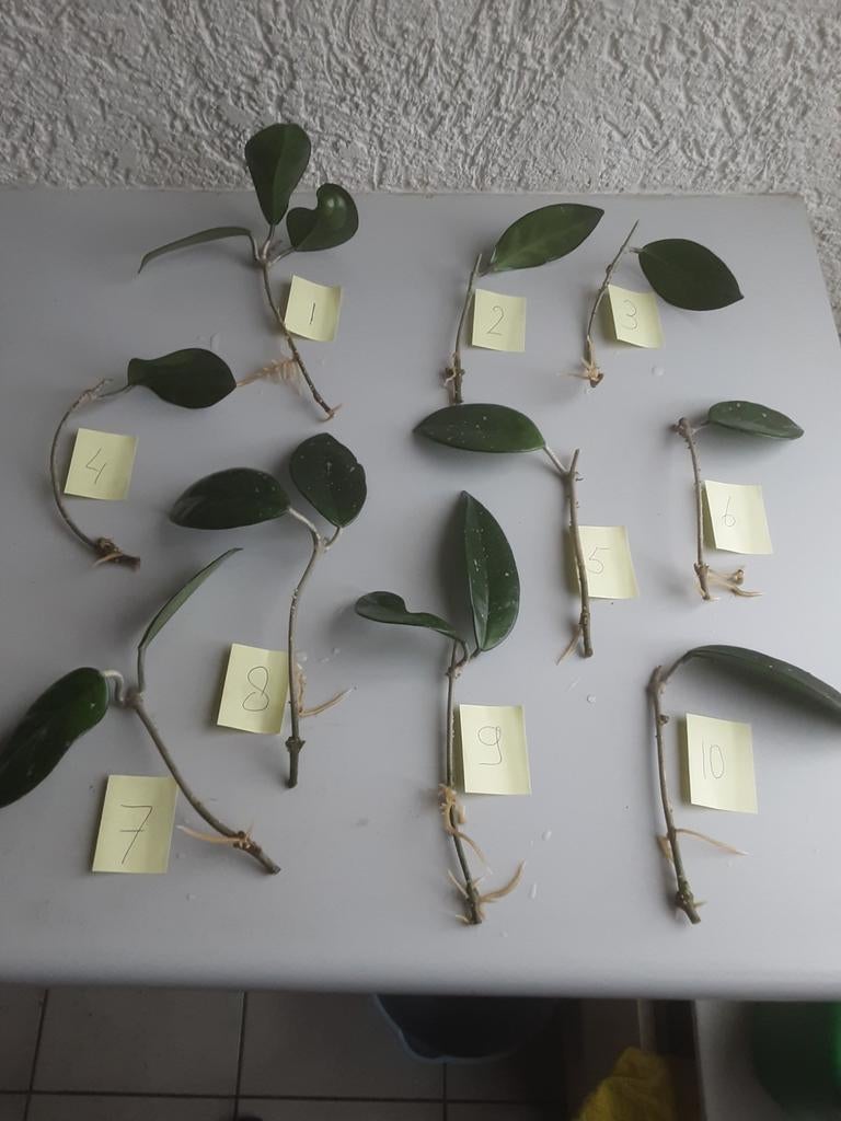 Mooie hoya stekken op water geworteld (wasbloem), Huis en Inrichting, Kamerplanten, Bloeiende kamerplant, Ophalen of Verzenden