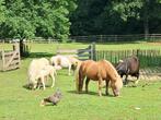 Super mooie shetlander merries in verschillende kleuren, Dieren en Toebehoren, Pony's, Merrie, Niet van toepassing, 0 tot 2 jaar