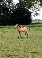 Mooie welsh A pony's, Dieren en Toebehoren, Pony's, Merrie, A pony (tot 1.17m), Gechipt, 0 tot 2 jaar
