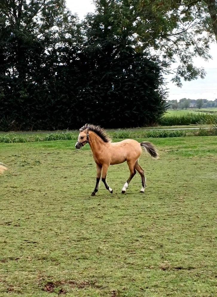 Mooie welsh A pony's, Dieren en Toebehoren, Pony's, Merrie, A pony (tot 1.17m), 0 tot 2 jaar, Met stamboom, Gechipt, Ontwormd