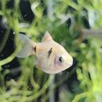 Puntius ticto, Dieren en Toebehoren, Vis