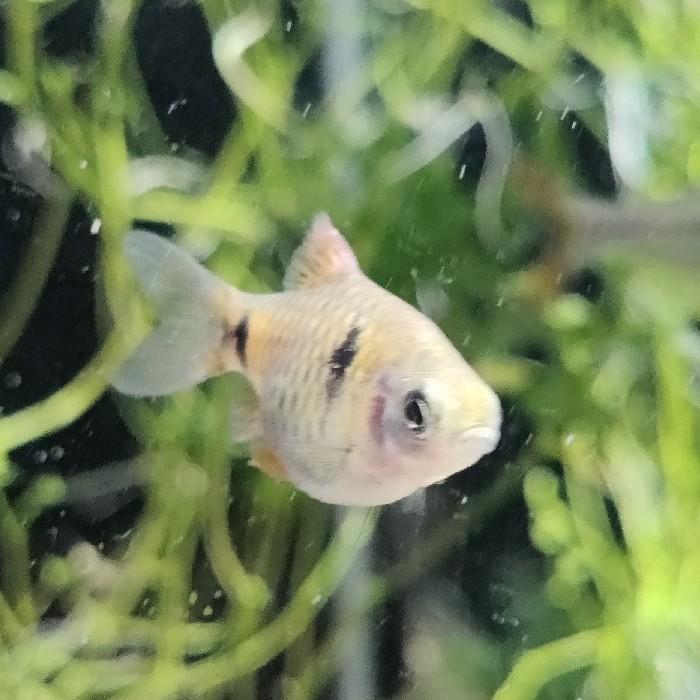 Puntius ticto, Dieren en Toebehoren, Vissen | Aquariumvissen, Vis