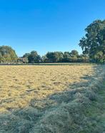 Midibalen hooi te koop, Dieren en Toebehoren, Ophalen, Vee