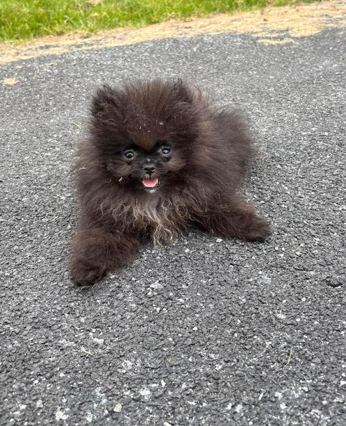 Pomeriaan pupjes klein blijvend, Dieren en Toebehoren, Honden | Poolhonden, Keeshonden en Oertypen, Meerdere dieren, Keeshond