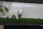 Half Angora albino moertje 10 weken oud, Dieren en Toebehoren, Overige Dieren, Juni, Vrouwelijk