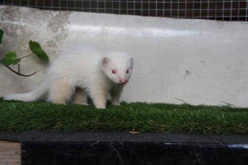 Half Angora albino moertje 10 weken oud, Dieren en Toebehoren, Overige Dieren, Vrouwelijk, Juni
