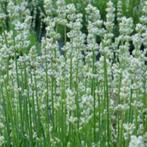Lavendel 'Edelweiss' , witbloeiende lavendel,, Tuin en Terras, Planten | Tuinplanten, Ophalen, Zomer, Vaste plant, Volle zon