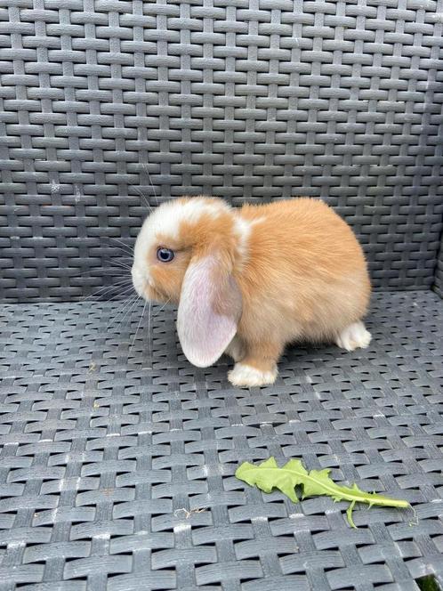 Lieve Nederlandse hangoor dwerg konijntjes 3 blauw oog, Dieren en Toebehoren, Konijnen, Dwerg, Meerdere dieren, Hangoor
