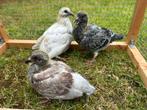 Jonge postduiven te koop piepers te koop, bonte, vale, kras, Meerdere dieren, Postduif