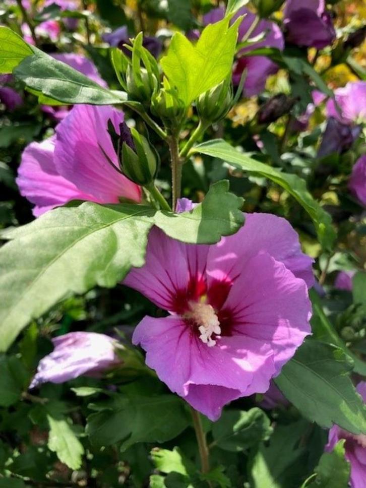 Hibiscus in diverse soorten, diverse maten, vanaf € 13,95, Tuin en Terras, Planten | Struiken en Hagen, Struik, Overige soorten