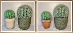 Twee cactussen in pot, Ophalen of Verzenden, Cactus, In pot, Minder dan 100 cm