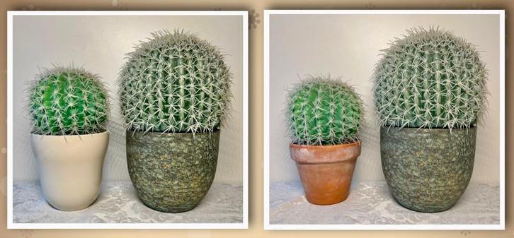 Twee cactussen in pot, Huis en Inrichting, Kamerplanten, Cactus, Minder dan 100 cm, In pot, Ophalen of Verzenden