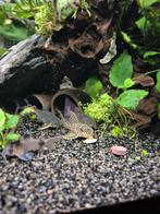 2x L333 en 1x L066, Dieren en Toebehoren, Vissen | Aquariumvissen, Vis