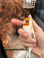 Putter man bruin kans split isabelpastel, Dieren en Toebehoren, Vogels | Overige Vogels, Mannelijk, Wildzangvogel