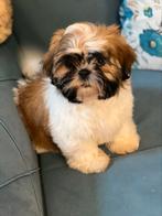 Shih tzu reu, Dieren en Toebehoren, Honden | Chihuahua's en Gezelschapshonden, 8 tot 15 weken, Nederland, Particulier, Reu