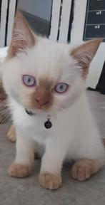 britse korthaar kittens cinnamon point met stamboom, Meerdere dieren, Gechipt