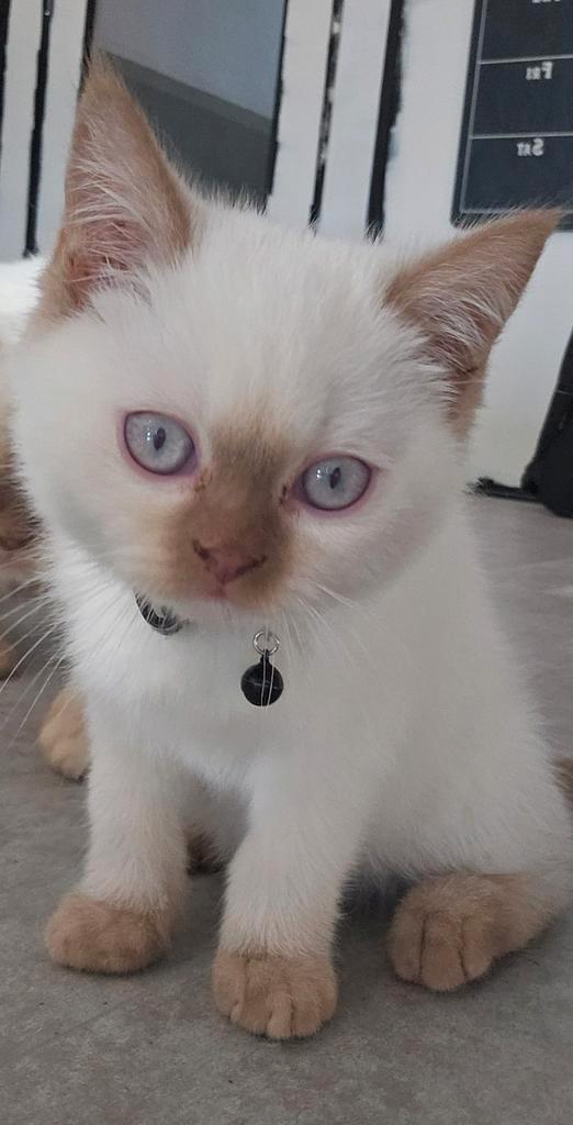 britse korthaar kittens cinnamon point met stamboom, Dieren en Toebehoren, Katten en Kittens | Raskatten | Korthaar, Meerdere dieren
