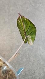 Alocasia Serendipity Variegata, Ophalen of Verzenden, Halfschaduw, Minder dan 100 cm