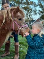 Gezocht! Shetlander set, Dieren en Toebehoren, Overige soorten, Gebruikt, Ophalen of Verzenden