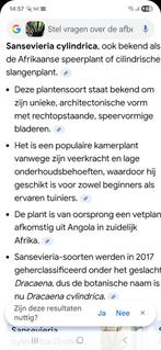 2x Afrikaanse speerplant, Ophalen, Halfschaduw, Minder dan 100 cm