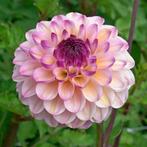 Dahlia Wine Eyed Jill, Tuin en Terras, Bloembollen en Zaden, Ophalen of Verzenden, Volle zon, Knol